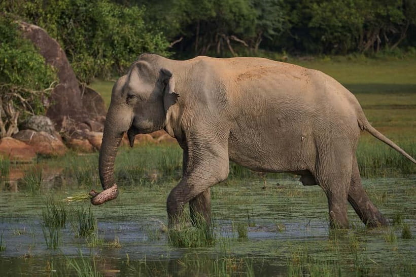 From Ella : Udawalawa Safari & Drop Tangalle/ Mirissa/ Galle - The early ride from Ella