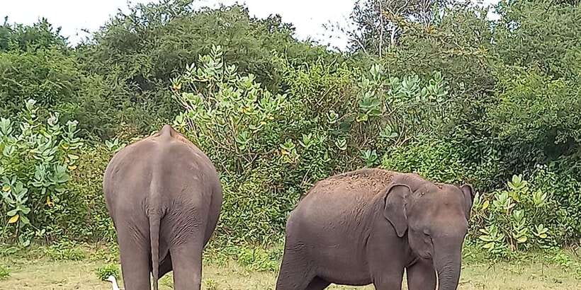 From Ella: Udawalawe National Park Safari Tour - Key points to know before booking