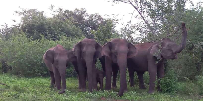 From Ella: Udawalawe National Park Safari Tour - From Ella’s hills to Udawalawe’s park tracks