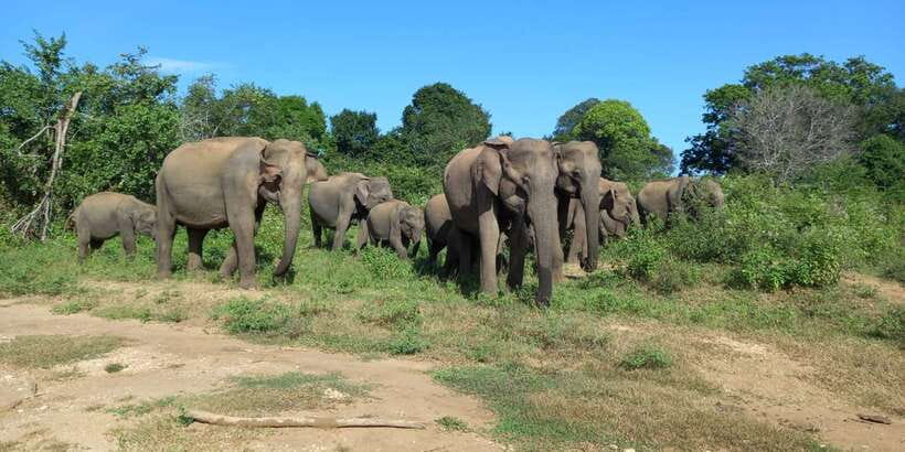 From Ella: Udawalawe National Park Safari Tour - Elephants are the big draw