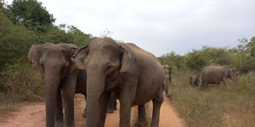 From Ella: Udawalawe National Park Safari Tour - Transport, comfort, and the one-way plan