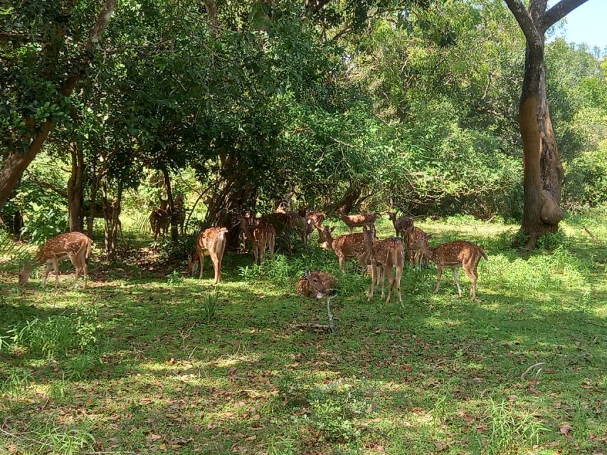 From Ella: Udawalawe National Park Safari Tour - Is $84 a fair price?