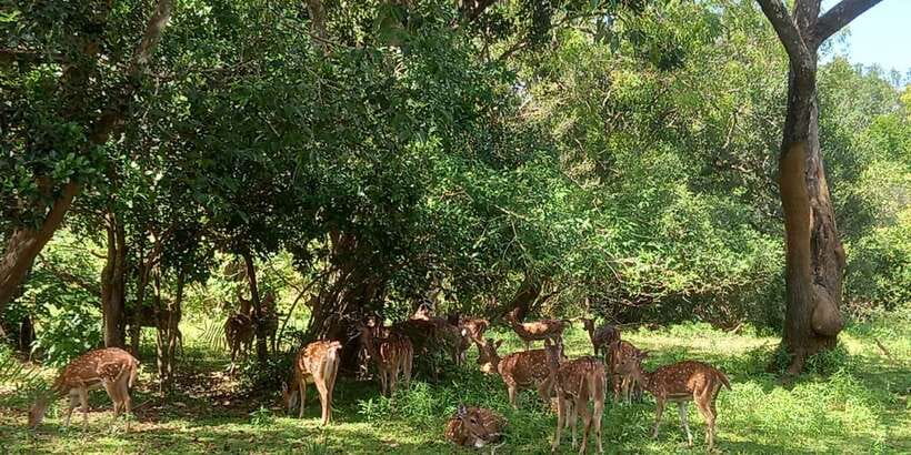 From Ella: Udawalawe National Park Safari Tour - What the four-hour Jeep safari feels like