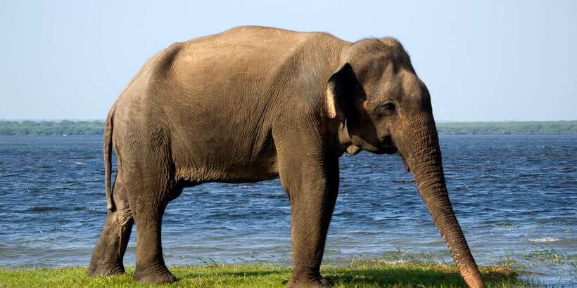 From Ella: Udawalawe Safari with Elephant Transit Home Visit - Practical advice before you go