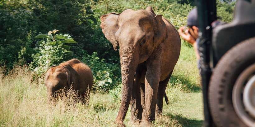 From Ella: Udawalawe Safari with Elephant Transit Home Visit - Why Udawalawe works well for elephant sightings