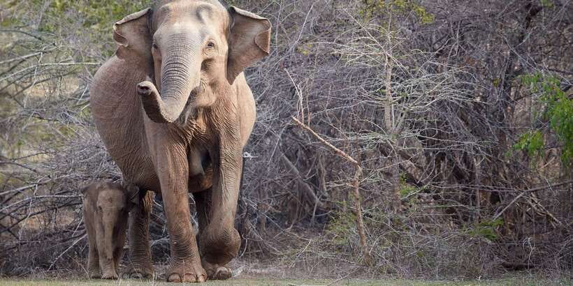 From Ella: Yala National Park Jeep Safari Tour - Elephants, leopards, and the search between sightings