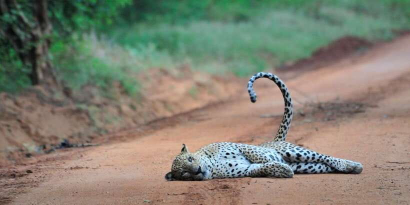 From Ella: Yala National Park Jeep Safari Tour - Water holes and Yala’s birdlife