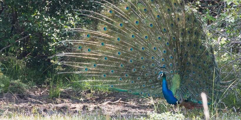 From Ella: Yala National Park Jeep Safari Tour - Comfort, timing, and the limits of a shared tour