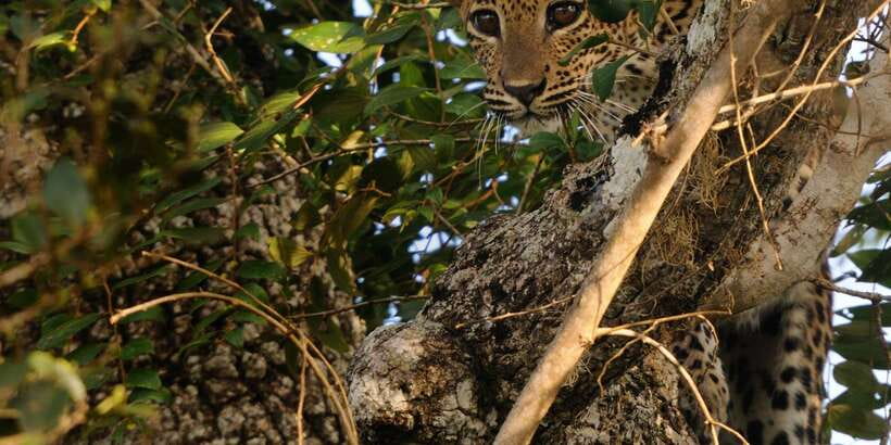 From Ella: Yala National Park Jeep Safari Tour - Who will enjoy this Yala day trip most