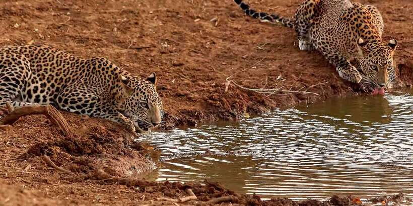From Ella: Yala National Park Jeep Safari Tour - The long road from Ella to the park