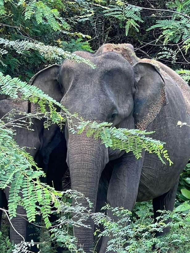 From Ella - Yala National Park Leopard Safari Tour - Leaving Ella for a full day in the wild