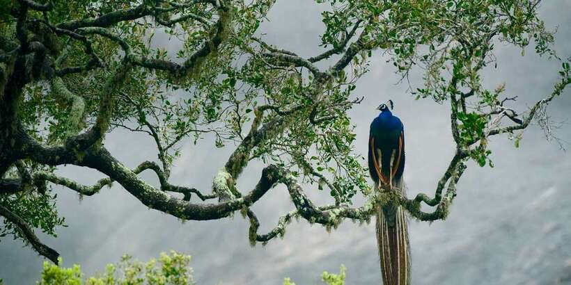 From Ella: Yala National Park Safari Tour in a 4x4 - Why sunrise is worth the 3 a.m. pickup