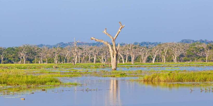 From Ella: Yala National Park Safari Tour in a 4x4 - Crowds, rough roads, and the tradeoff for leopard sightings