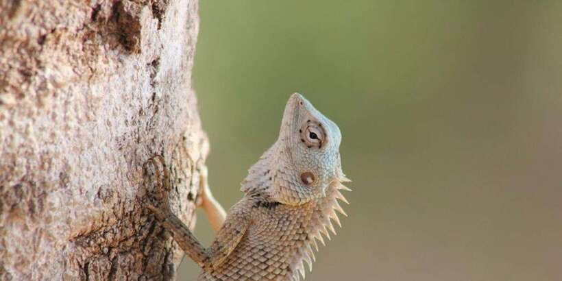 From: Ella - YALA Safari - Drop off: Arugam Bay / Arugambay - Comfort, safety, and practical limits