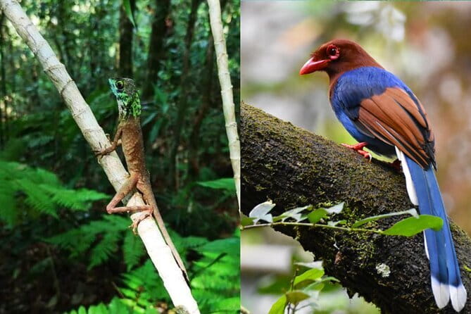 From: Ella - YALA Safari - Drop off: Arugam Bay / Arugambay - Patanangala Beach and the split game drive
