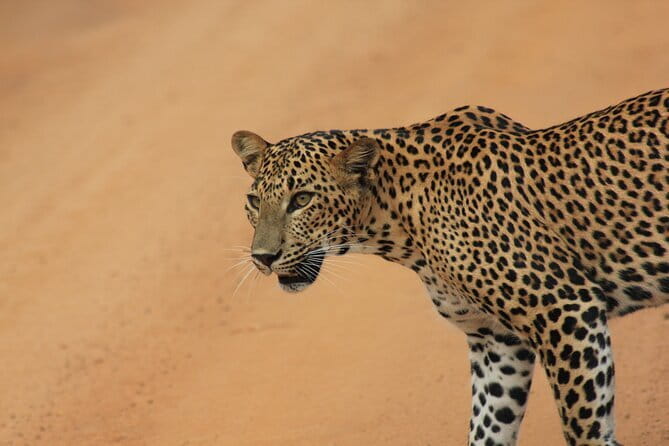 From: Ella - YALA Safari - Drop off: Arugam Bay / Arugambay - The 3 a.m. pickup and transfer to Tissamaharama
