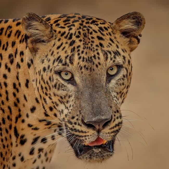 From Ella: Yala Safari & Transfer to Tangalle/Mirissa/Galle - Entering Yala National Park for four hours