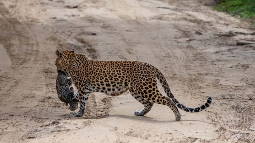 From Ella: Yala Safari & Transfer to Tangalle/Mirissa/Galle - The leopard question: exciting, but never guaranteed