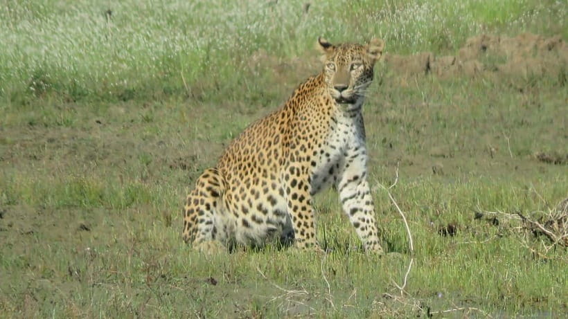 From Ella: Yala Safari & Transfer to Tangalle/Mirissa/Galle - Timing, comfort, and the long day