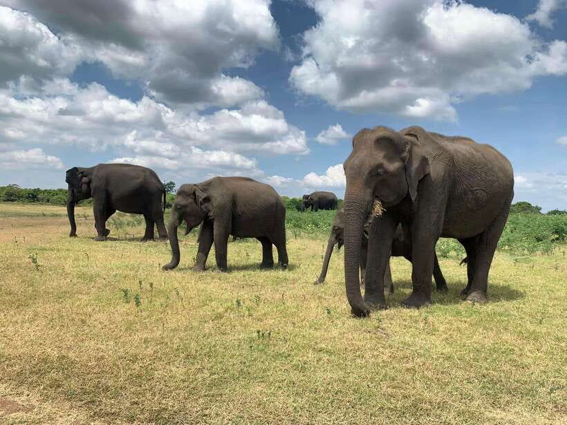 From Ella: Yala Safari with Tangalle/Mirissa/Galle Drop-off - Comfort, communication, and small practical issues