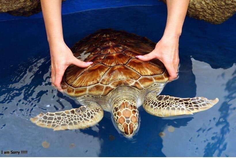 From Galle: Exclusive Madu River Safari & Turtle Hatchery - Kosgoda Turtle Hatchery adds a conservation lesson