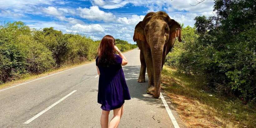 From Galle/Hikkaduwa/Mirissa Trip to Udawalawe Safari Tour - What the $69 price really buys you