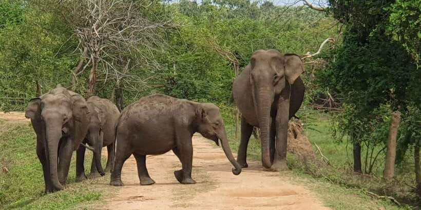 From Galle/Hikkaduwa/Mirissa Trip to Udawalawe Safari Tour - The road inland: private car comfort with an early alarm