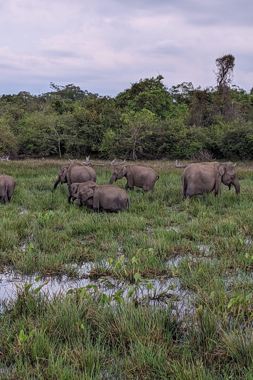 From Galle/ Mirissa/ Tangalle : Udawalawa Safari & Drop Ella - Who should book this experience?