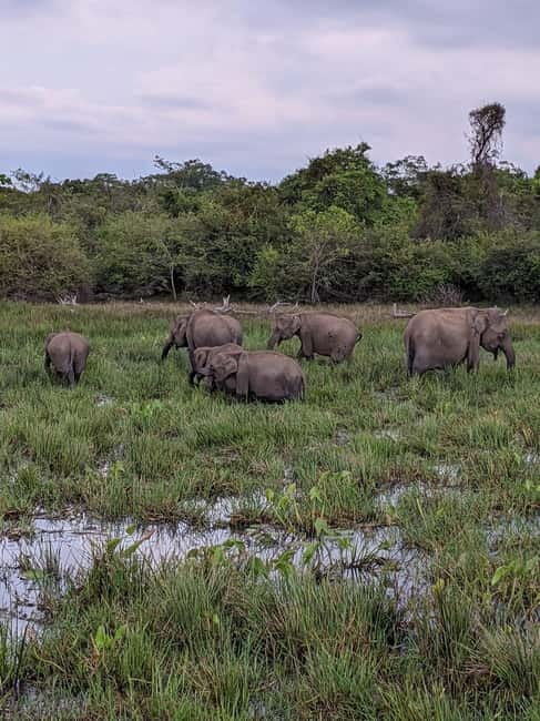 From Galle/ Mirissa/ Tangalle : Udawalawa Safari & Drop Ella - The ride from your hotel to Udawalawe