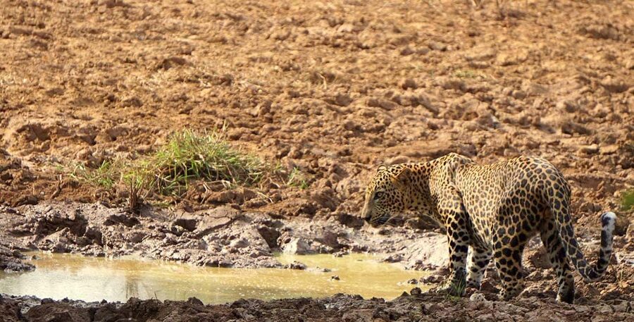From Hikkaduwa/Mirissa/Galle/Tangalle - Yala Leopard Safari - Elephants, crocodiles, deer, and sloth bears