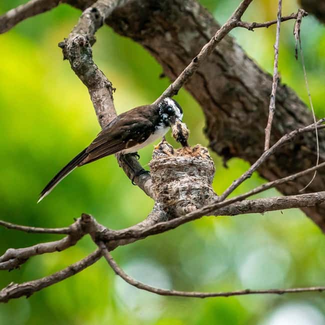 From Hikkaduwa/Mirissa/Galle/Tangalle - Yala Leopard Safari - The guide and driver can shape the day