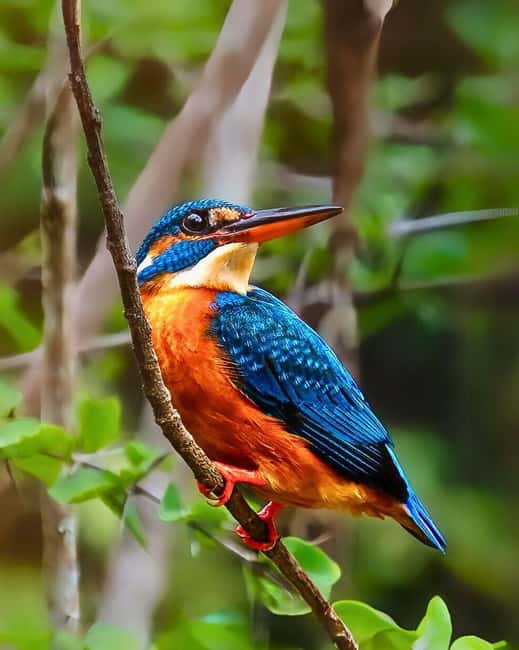 From Hikkaduwa/Mirissa/Galle/Tangalle - Yala Leopard Safari - What the $41 price really covers