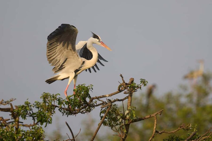 From Hikkaduwa/Mirissa/Galle/Tangalle - Yala Leopard Safari - Comfort, clothing, and limits