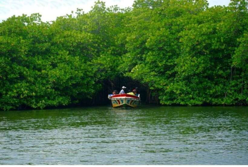 From Kalutara: Exclusive Madu River Safari & Turtle Hatchery - Cinnamon Island and Temple Island