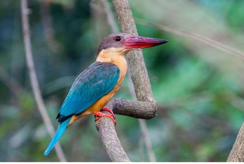 From Kalutara: Exclusive Madu River Safari & Turtle Hatchery - Who will enjoy this private half-day