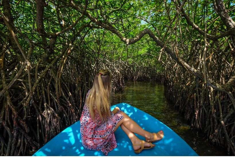 From Kalutara: Exclusive Madu River Safari & Turtle Hatchery - Should you book this Madu Ganga and Kosgoda outing?