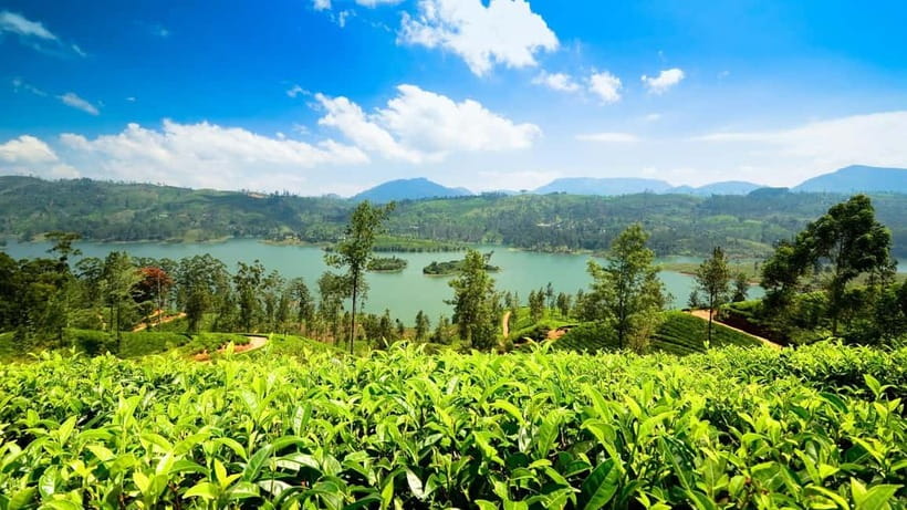From Kandy: Ella Drop Tour via Nuwara Eliya - Tea country at the factory and plantations