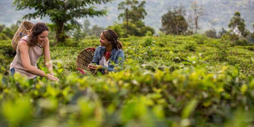 From Kandy: Nuwara Eliya by Train - Why the Kandy to Nanuoya train ride matters