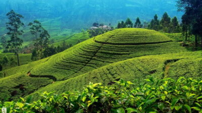 Nuwara Eliya Tour via Ambuluwawa [Private Tour]