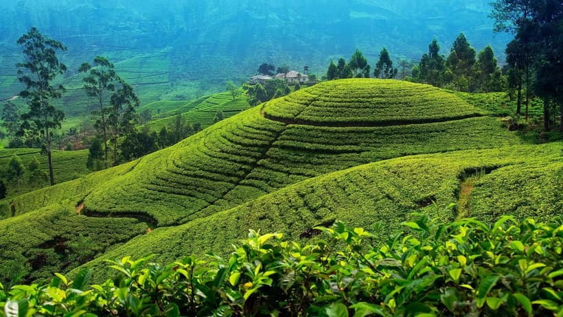 From Kandy: Nuwara Eliya Tour via Ambuluwawa [Private Tour] - Asgiriya Stupa and a family wood-carving workshop