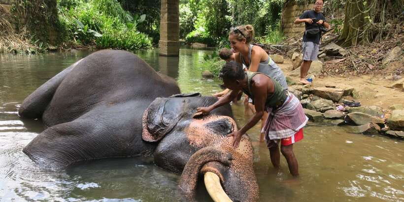 From Kandy: Pinnawala Day Tour - Why Pinnawala makes a strong day from Kandy