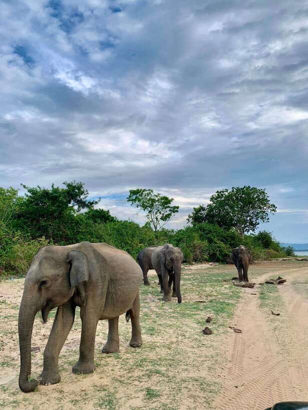 From Mirissa/Galle/Hikkaduwa: Udawalawa National Park Safari - Key points to know before booking