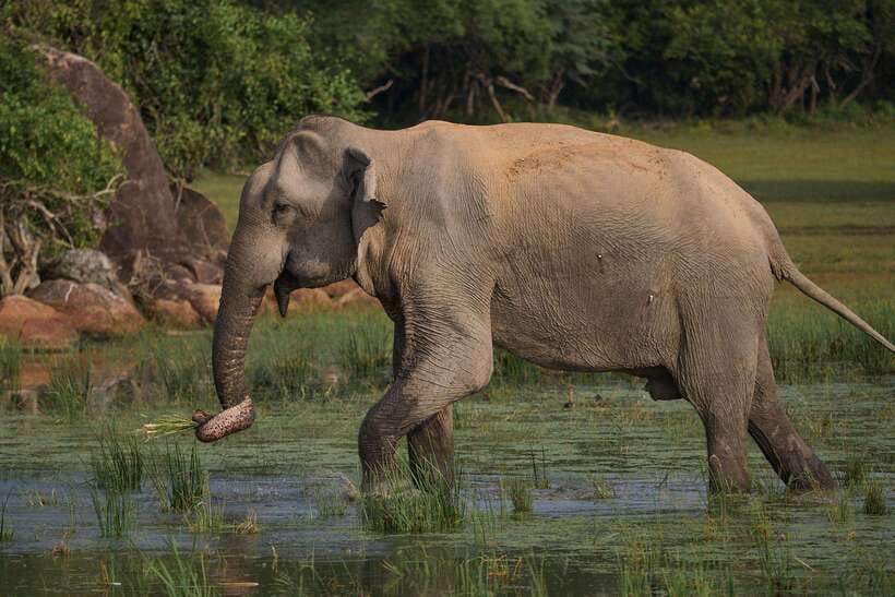 From Mirissa/Galle/Hikkaduwa: Udawalawa National Park Safari - The Elephant Transit Home and its feeding schedule