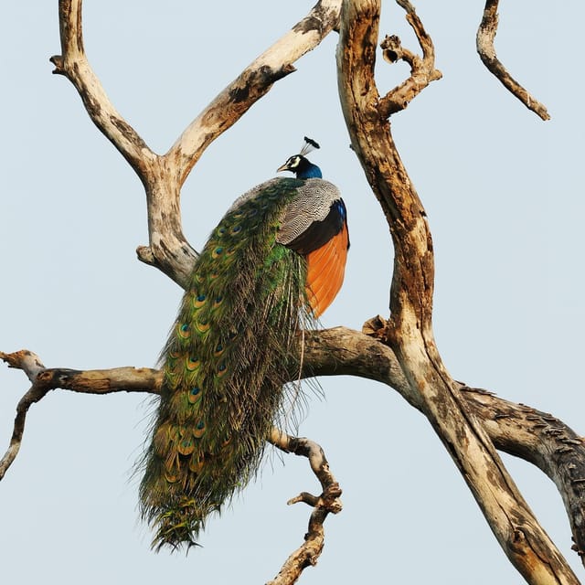 From Mirissa/Galle/Hikkaduwa: Udawalawa National Park Safari - What the $27 price really covers