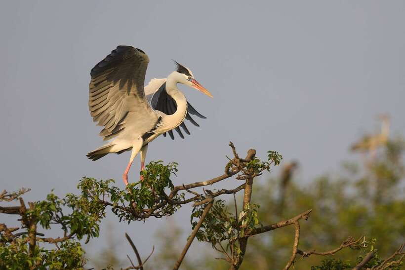 From Mirissa/Galle/Hikkaduwa: Udawalawa National Park Safari - Timing, food, clothing, and practical comfort
