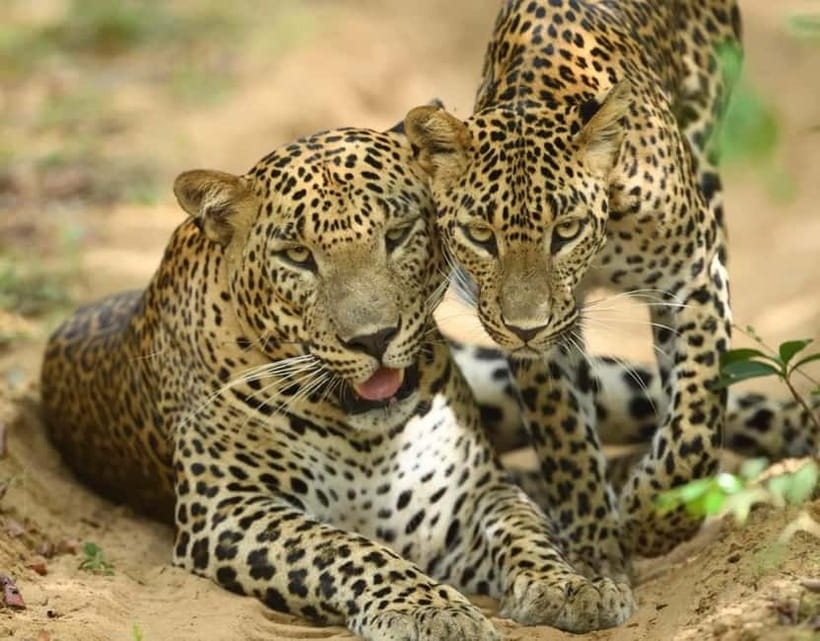 From Mirissa / Galle / Tangalle to Yala Safari & Drop- Ella - Key points before you book