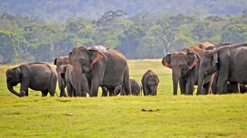 From Mirissa / Galle / Tangalle to Yala Safari & Drop- Ella - Arriving at Yala and changing vehicles