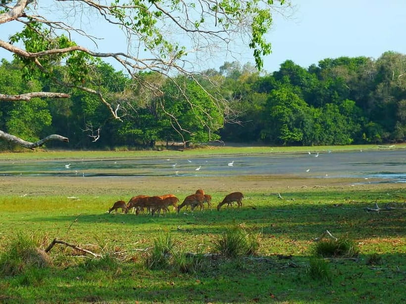 From Mirissa / Galle / Tangalle to Yala Safari & Drop- Ella - What the guides add to the day
