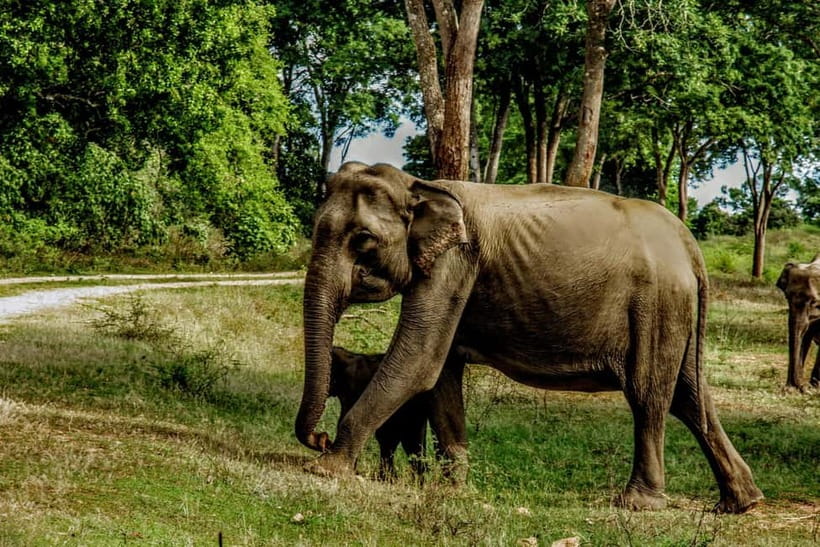 From Mirissa / Galle / Tangalle to Yala Safari & Drop- Ella - Price, park fees, and what you really receive