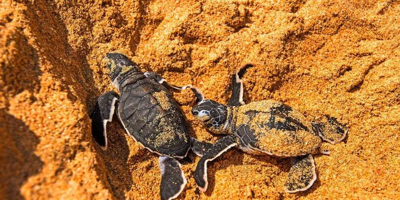 From Negombo: Bentota Full-Day Tour - Timing, comfort, and who should choose it